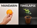 Mandarin tree Time-lapse 144 Days