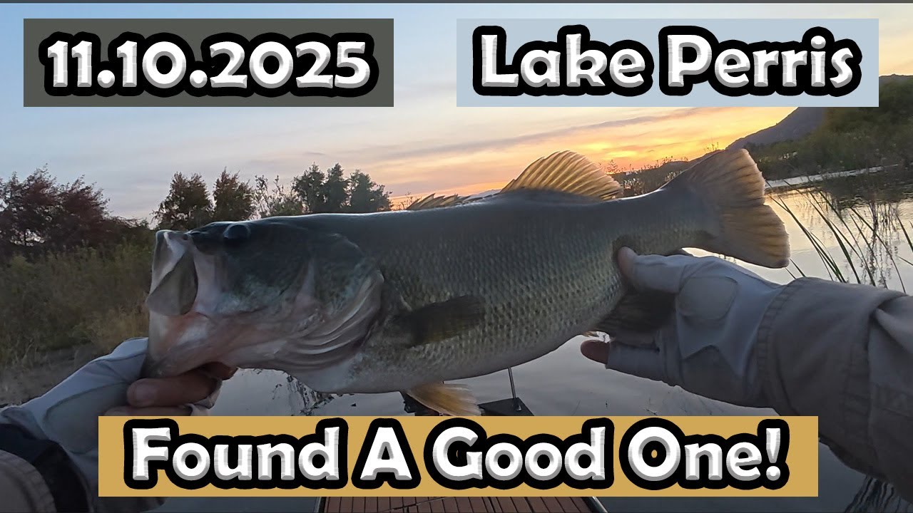 Lake Perris Bass Fishing: Chasing big bass shallow! 2 fish! #lakeperrisfishing #zmanfishingproducts