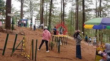 INDAHNYA SUASANA PEMANDANGAN WISATA POHON PINUS MALINO