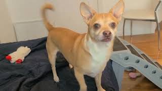 Talking Chihuahua says 'I love you'