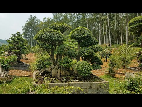 Video SH.2702. Mai Chiếu Thủy ghép cây Lồng Mức cực khủng... - youtube