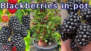 Growing Blackberries in Containers: Pruning Tips