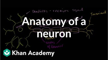 Anatomie van een neuron | Menselijke anatomie en fysiologie | Gezondheid en geneeskunde | Khan Ac...