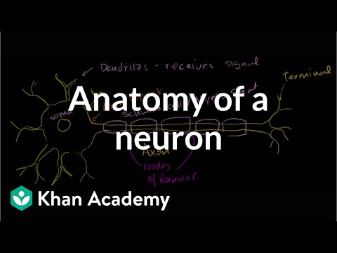 एक न्यूरॉन का एनाटॉमी | मानव शरीर रचना विज्ञान और शरीर विज्ञान | स्वास्थ्य एवं चिकित्सा | खान अकादमी