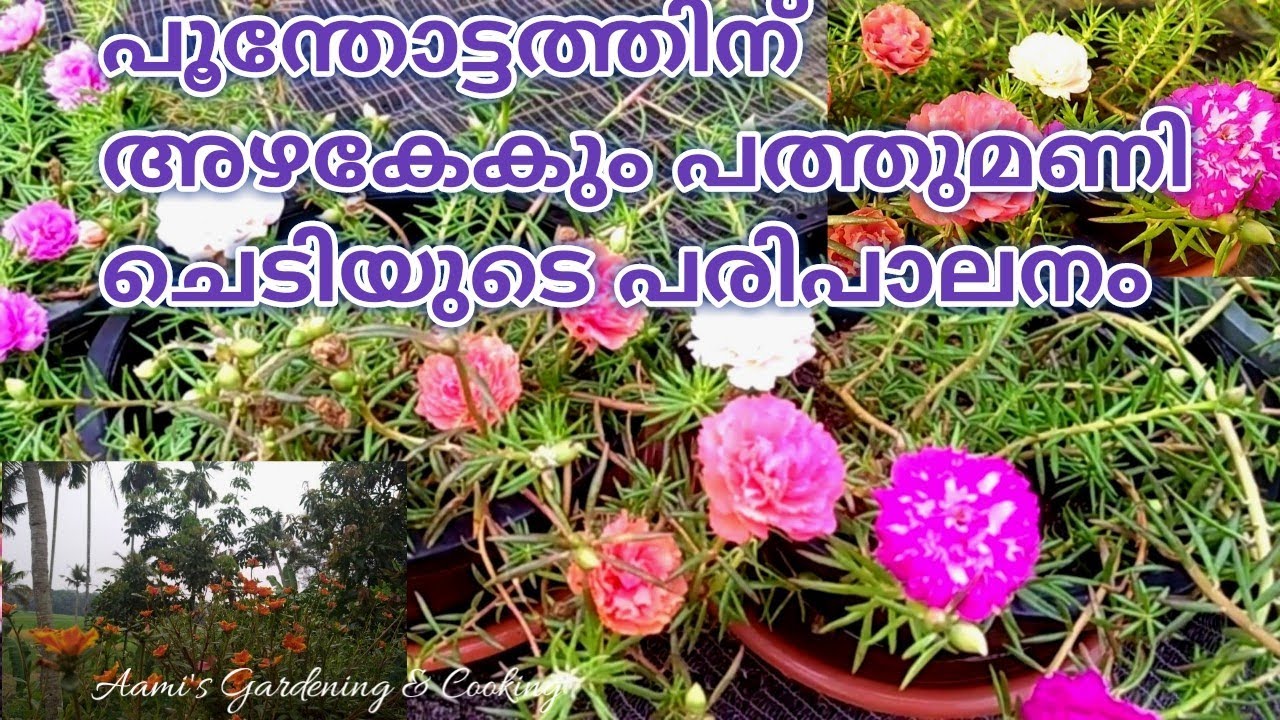 പത്തുമണി ചെടി പരിപാലനം | Pathumani plant care in Malayalam | Table rose care | Garden Malayalam