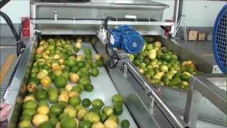 Lemon oil and juice extraction .wmv