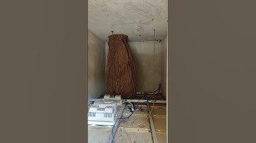 Tổ ong khổng lồ trong nhà