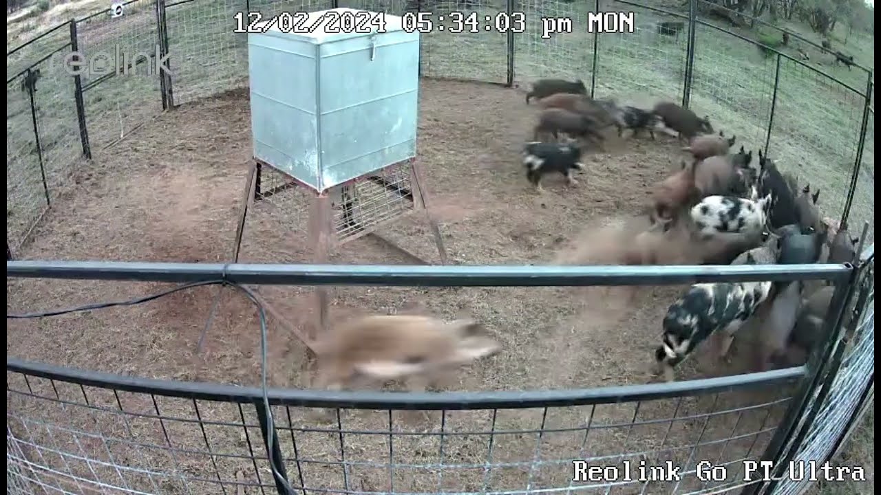 BIGGEST HOG TRAP CATCHES WITH HOG BROTHERS TRAPS