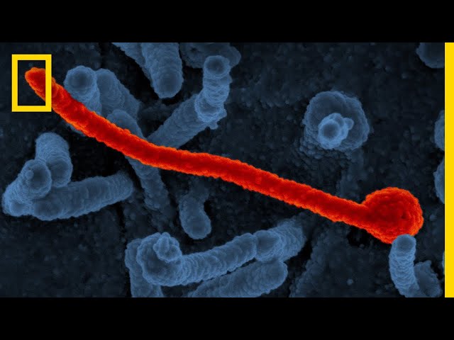 Ebola 101 | National Geographic class=