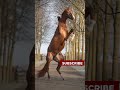 The Marvels of Nature Inspiring Moments of Animals in Action#InspiringAnimalMoments#GodsCreation