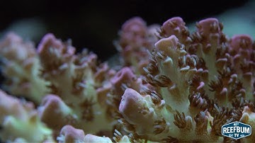 How To Shoot Macro Video Without a Macro Lens