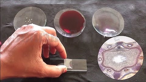 Fennel (सौंफ) Section Cutting and Microscopic Examination | Section Cutting of Fennel | सौंफ सेक्शन