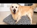 Golden Retriever and His Dog Bed