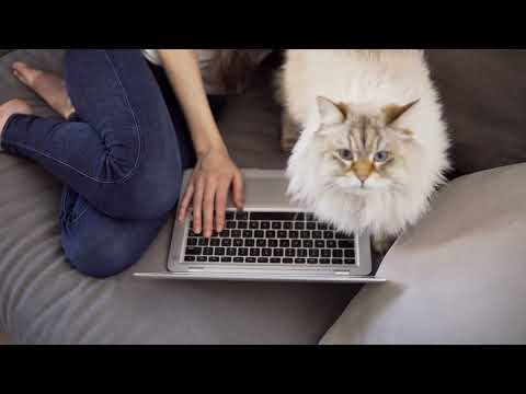 Video: „YouTube“žvaigždės šviečia „Cat Video“festivalyje