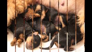 Calm Heritage Of Nessland And Her Puppies Born 02.01.2015. Part 1.