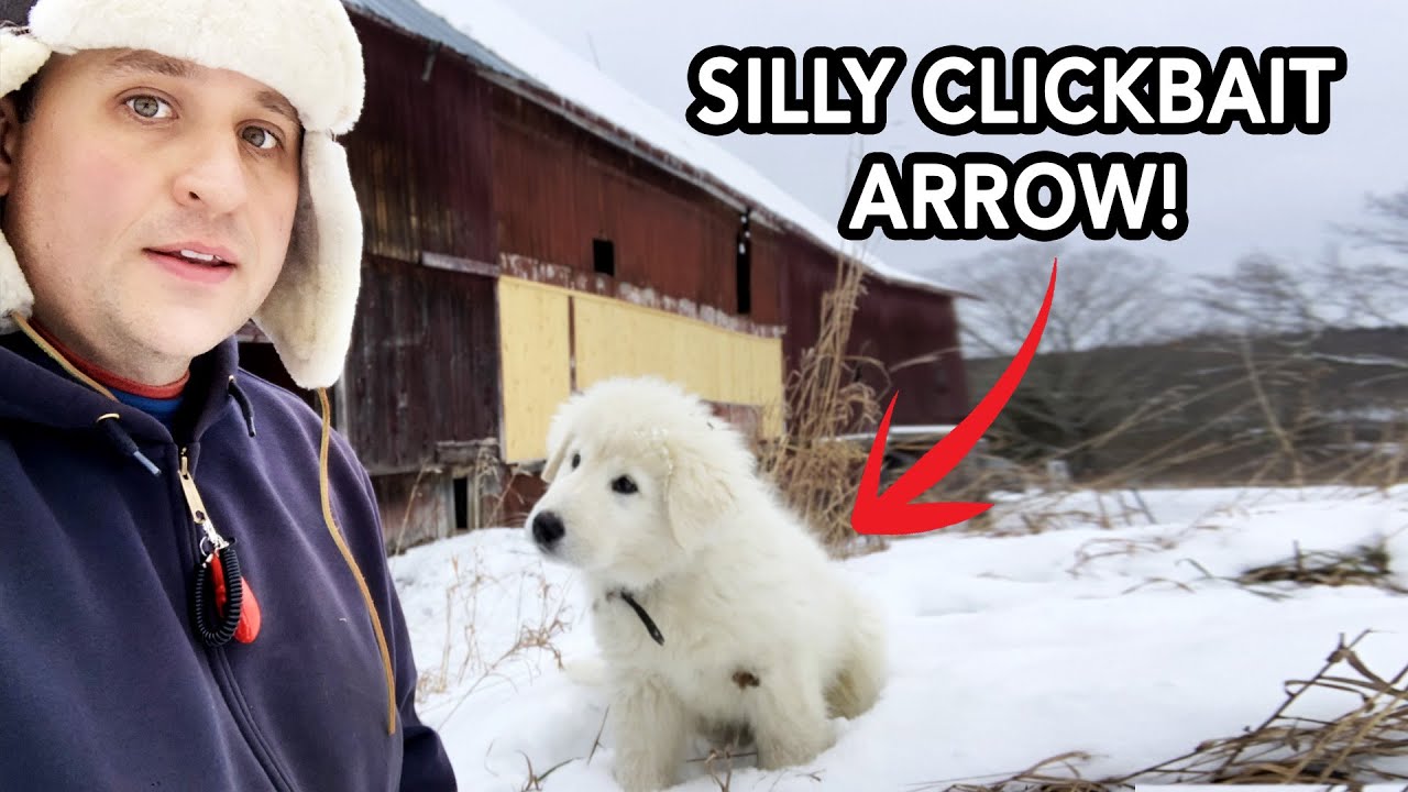 Addressing Unanswered Farm Questions | New Animals, More Geese, Farming Full Time