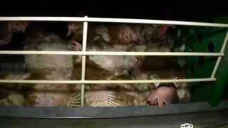L'élevage de poules 