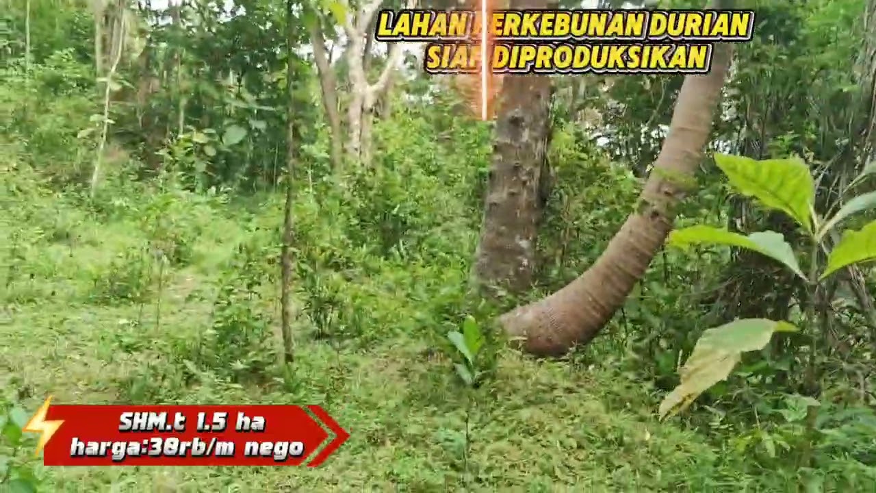 Lahan Durian di dekat wisata embung sriten Nglipar Gunungkidul 