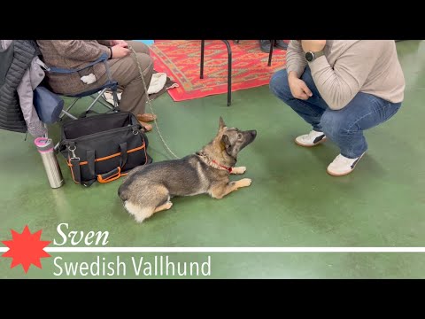 Swedish Vallhund @ OKC’s IABCA’s 2023 Sooner Sieger International Dog Show (19 February 2023)