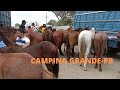 FEIRA DO CAVALO DE CAMPINA GRANDE-PB 22/09/2021 muito cavalo nós preço