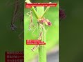【昆虫衝撃アーカイブ】衝撃！オオカマキリの幼虫。みなさんに届けたい、子孫繁栄のために彼らが選んだ驚くべき戦略行動の記録映像 #オオカマキリ #幼虫 #昆虫図鑑 #昆虫観察 #insects
