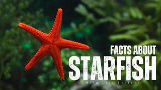 Fascinating Facts About Starfish You Didn't Know