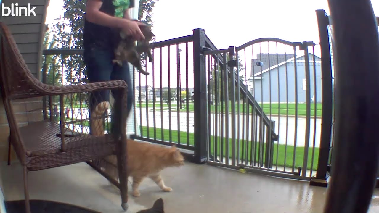 Bird visits the wrong catio