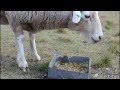 Rescued Sheep Loves Her Food Rescued Sheep Loves Her Food