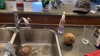 Choosing the right store bought coconut to germinate