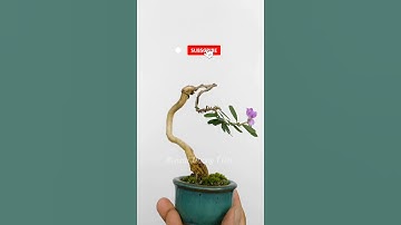 Bonsai Siêu Mini Từ Rễ #shorts #bonsaimini #bonsaisieumini