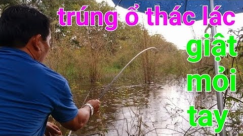 câu cá rô đồng, cá thác lác, rà trúng ổ thác lác giật sướng tay @TAMCARO