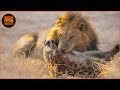 Most Terrifying Lion Attacks Ever Recorded | Lion vs Hyena | Wild Animals