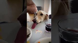 My hungry Daffyd #hungrydog #saluki #funnydog