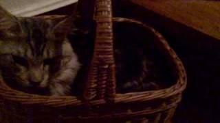 Luca in the basket by Christian Macha 698 views 14 years ago 48 seconds
