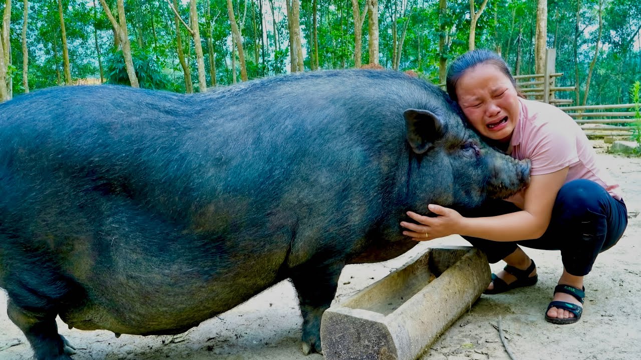 Farm care and pig farming - The Last Meal and Farewell to the 500kg Pig