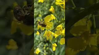 #Angushof #Shorts #Landwirtschaft #Landschaftspflege #Landschaft #Ackerbau #Raps #Bienen #Blüten