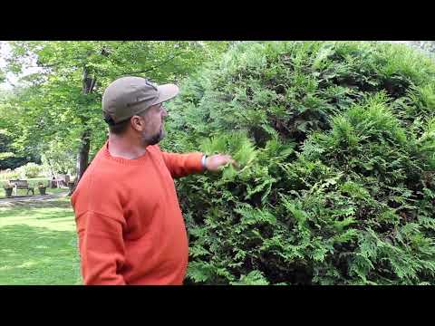 Vidéo: Cèdres et dommages hivernaux - Comment réparer les cèdres endommagés en hiver