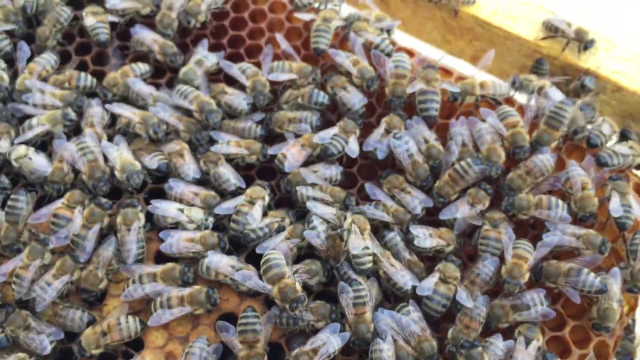 BAL ARILARI ERKEN İLKBAHAR BAKIMI