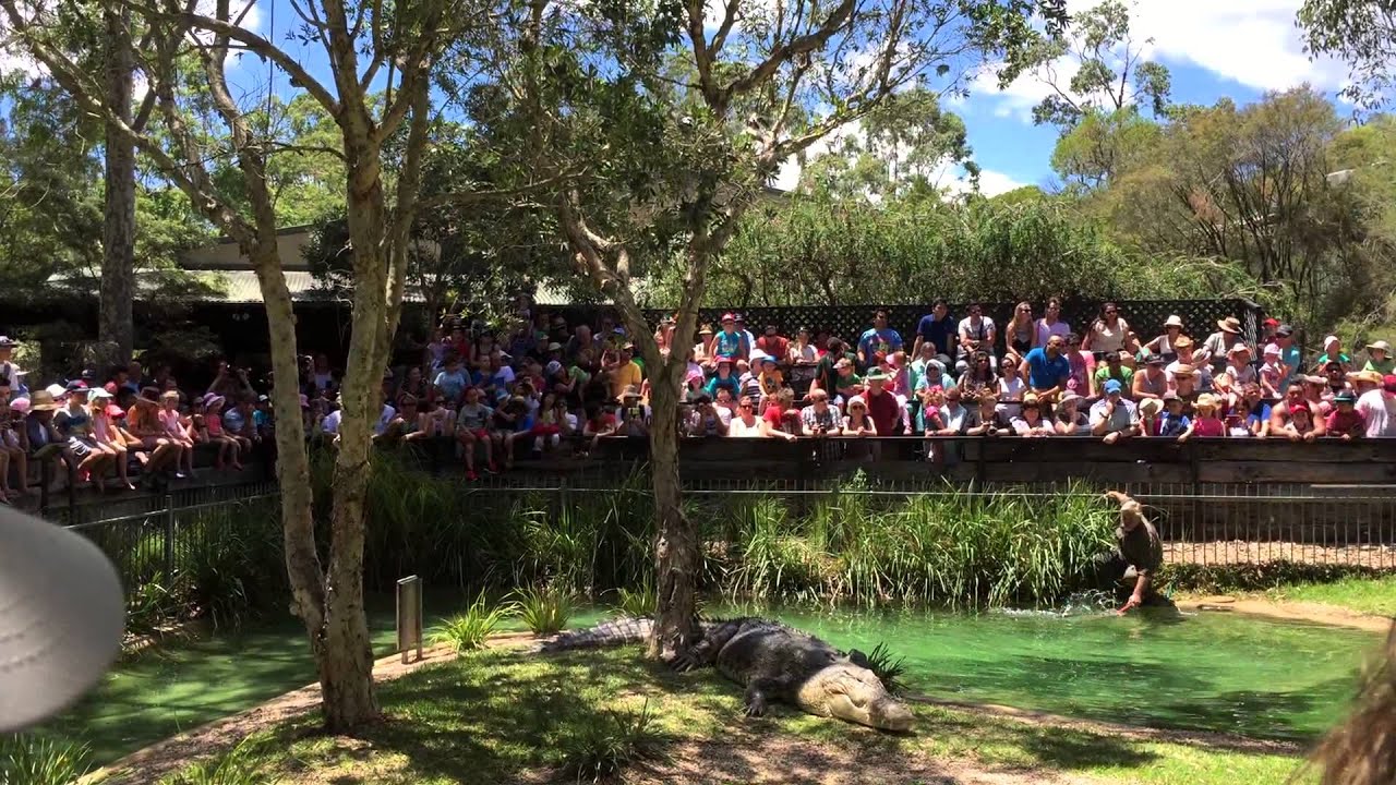 Feeding Elvis the Crocodile - Australian Reptile Park - 29th December 2014