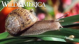 Wild America | S4 E4 A Multitude of Mollusks | Full Episode HD