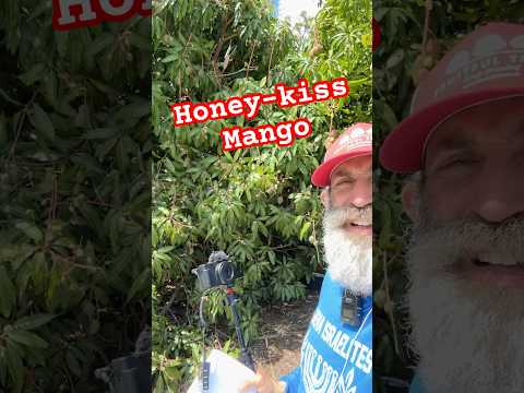 HoneyKiss Mango: The Late-Season Mango You Need in Your Yard!