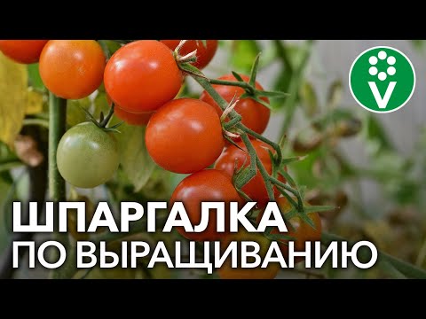 ВСЕ О ТОМАТАХ за 15 минут - коротко и по делу!