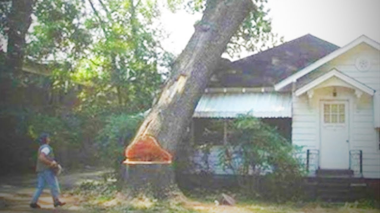 Tree Fails 🌳💥 Funny Tree Climbing Fails YouTube