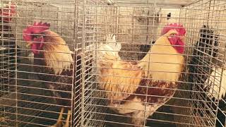 Galos Caipira Melhorado Sendo Preparados Para Abate