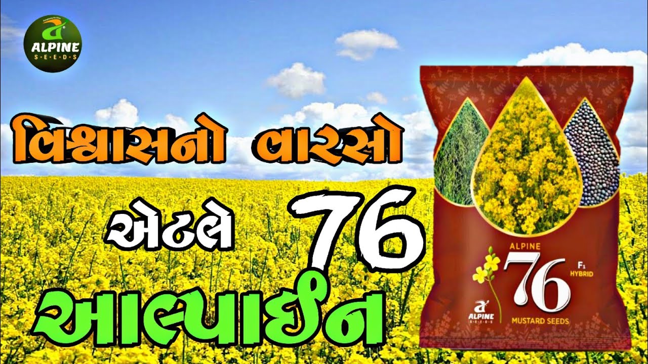 Mustard alpine 76, villages-Madlop Ta-Chanasma di- patan