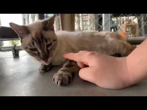 cute cats for sale [Blind Cat Rescue Tours!][8/12/19] Afternoon Rescue Tour