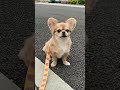 遠吠えが可愛すぎるハナ