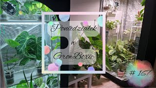 Monday at GrowBox #167 There was no box, so I bought a tub🤭😂🤪