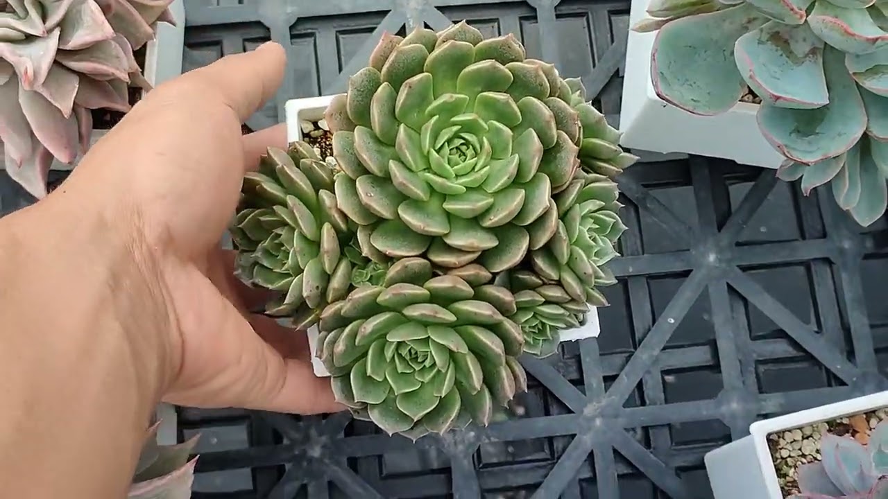 陶器園 20260304 多肉植物一物一拍