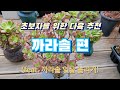 초보자를 위한 다육 추천 까라솔편(feat. 까라솔 얼굴 늘리기)